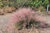 Pink Muhlygrass